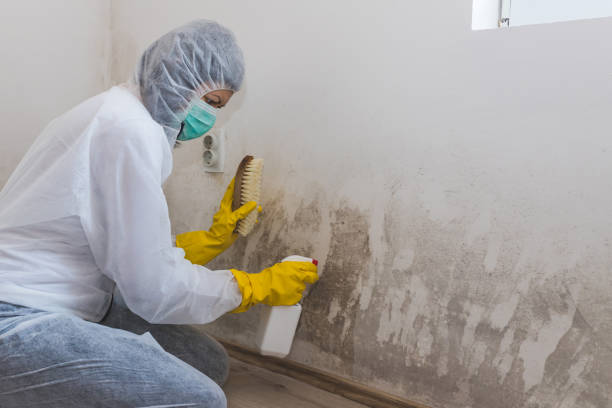 Best Mold Testing and Inspection Services in Marceline, MO