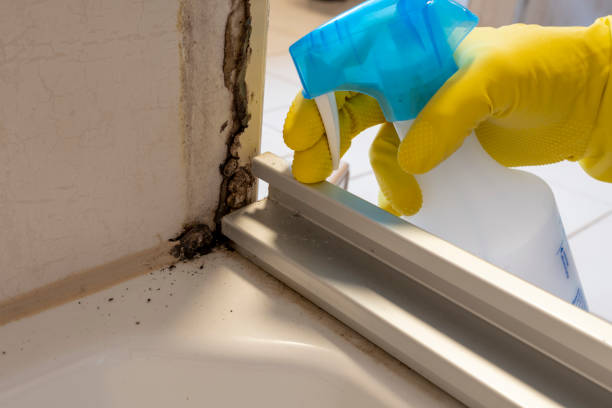 Best Kitchen Mold Remediation in Marceline, MO
