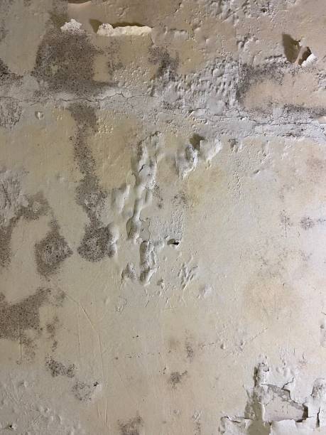 Best Black Mold Remediation in Marceline, MO