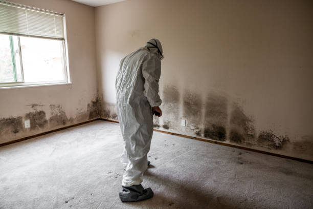 Best Bathroom Mold Remediation in Marceline, MO