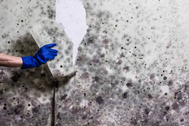 Best Insurance-Related Mold Remediation in Marceline, MO