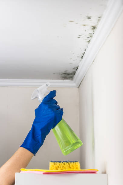 Best Mold Testing and Inspection Services in Marceline, MO