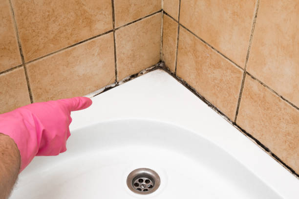 Best HVAC Mold Remediation in Marceline, MO