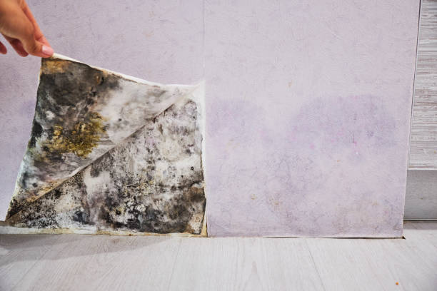 Best Basement Mold Remediation in Marceline, MO